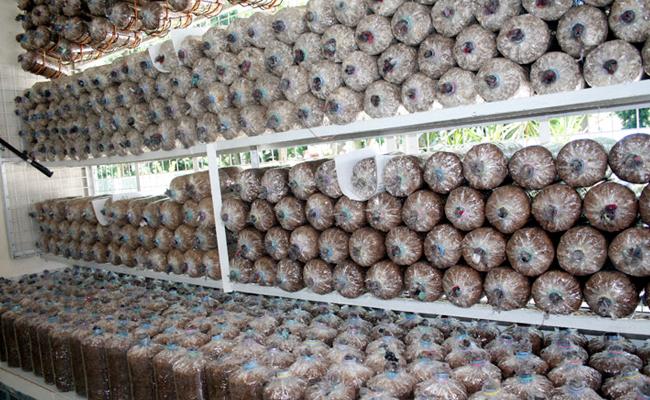 Lancement d'un projet de culture pour handicapés dans l'Ayeyawady en Birmanie