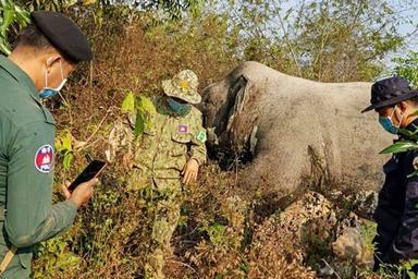 elephant_abattu_mondulkiri_cambodge