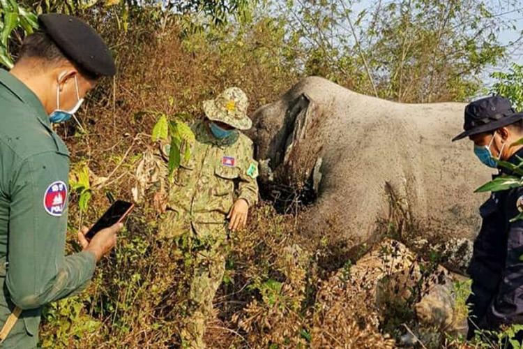 elephant_abattu_mondulkiri_cambodge