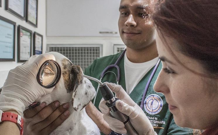 vétérinaire nouvelle calédonie nouvelle zélande diplôme