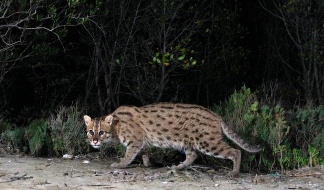 331 espèces menacées en Birmanie