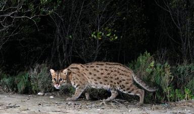 331 espèces menacées en Birmanie