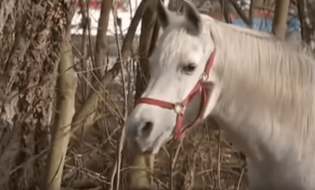 INSOLITE – Une jument arabe en liberté à Francfort
