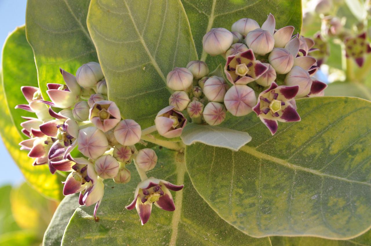 Dubai-EAU-plantes-nocives-Sodom's-apple