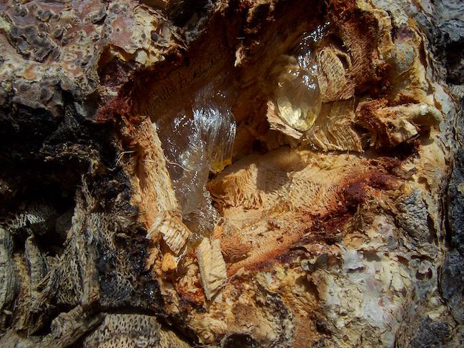 Le gommier, solution d'avenir pour la Birmanie ?