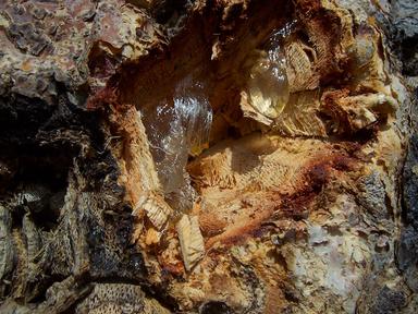 Le gommier, solution d'avenir pour la Birmanie ?