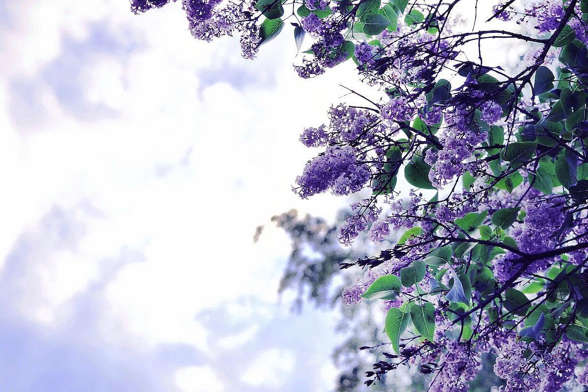 lilac_flowers_nature_spring_-_pixabay