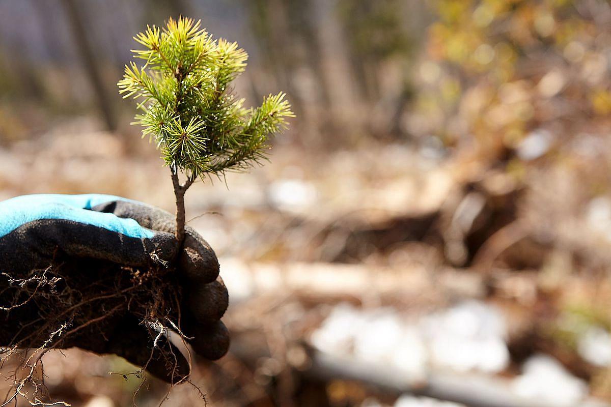 ONG Fundatia Conservation Carpathia (FCC) environnement financement Programme paysages menacés