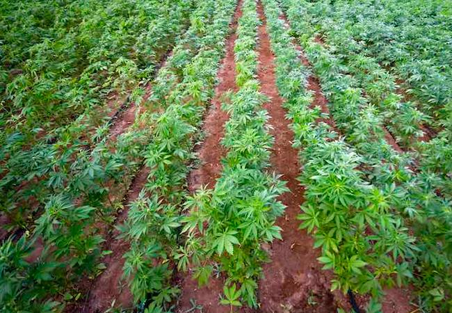 2 Américains et 2 Birmans arrêtés pour culture de marijuana en Birmanie