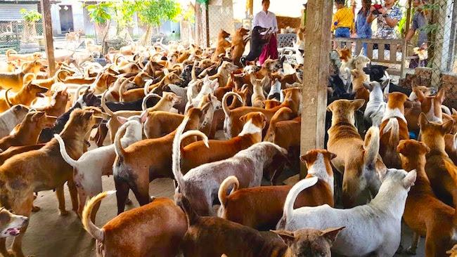 600 000 euros pour un chenil à Naypyidaw en Birmanie