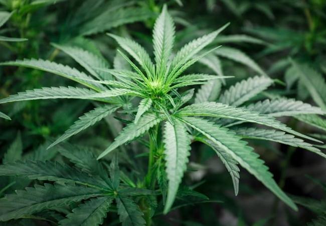 Erratum - 2 Américains et 2 Birmans arrêtés pour culture de marijuana en Birmanie