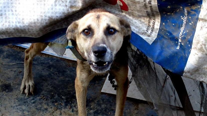 Les morsures de chiens, fléau en Birmanie