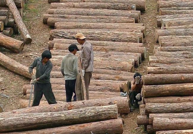 13 Chinois arrêtés pour trafic de bois dans l’état Kachin en Birmanie