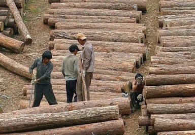13 Chinois arrêtés pour trafic de bois dans l’état Kachin en Birmanie