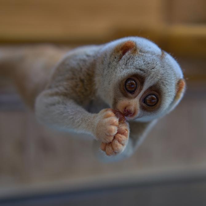 loris, loris lent, singe, toxique, mignon, menacé, animal , calmbodge