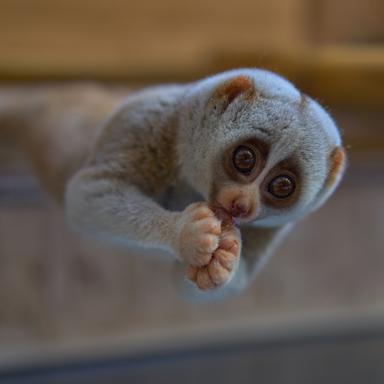 loris, loris lent, singe, toxique, mignon, menacé, animal , calmbodge