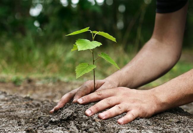 Le MONREC veut planter des arbres pour contrer la chaleur en Birmanie
