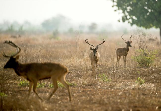 Les cerfs de Shwe Settaw sauvés grâce au financement participatif en Birmanie