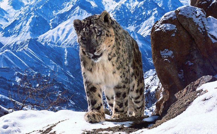 Planet Earth II Live in Concert