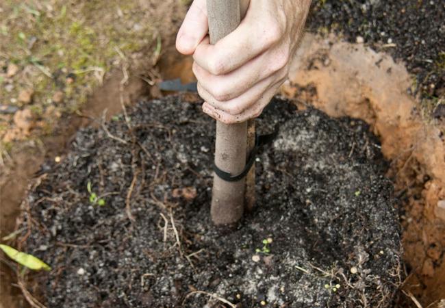 Un acteur birman va faire planter 20 000 arbres dans la région de Magwé en Birmanie