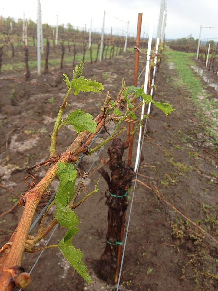 grêle roumanie catastrophe viticole vin dégâts production touché