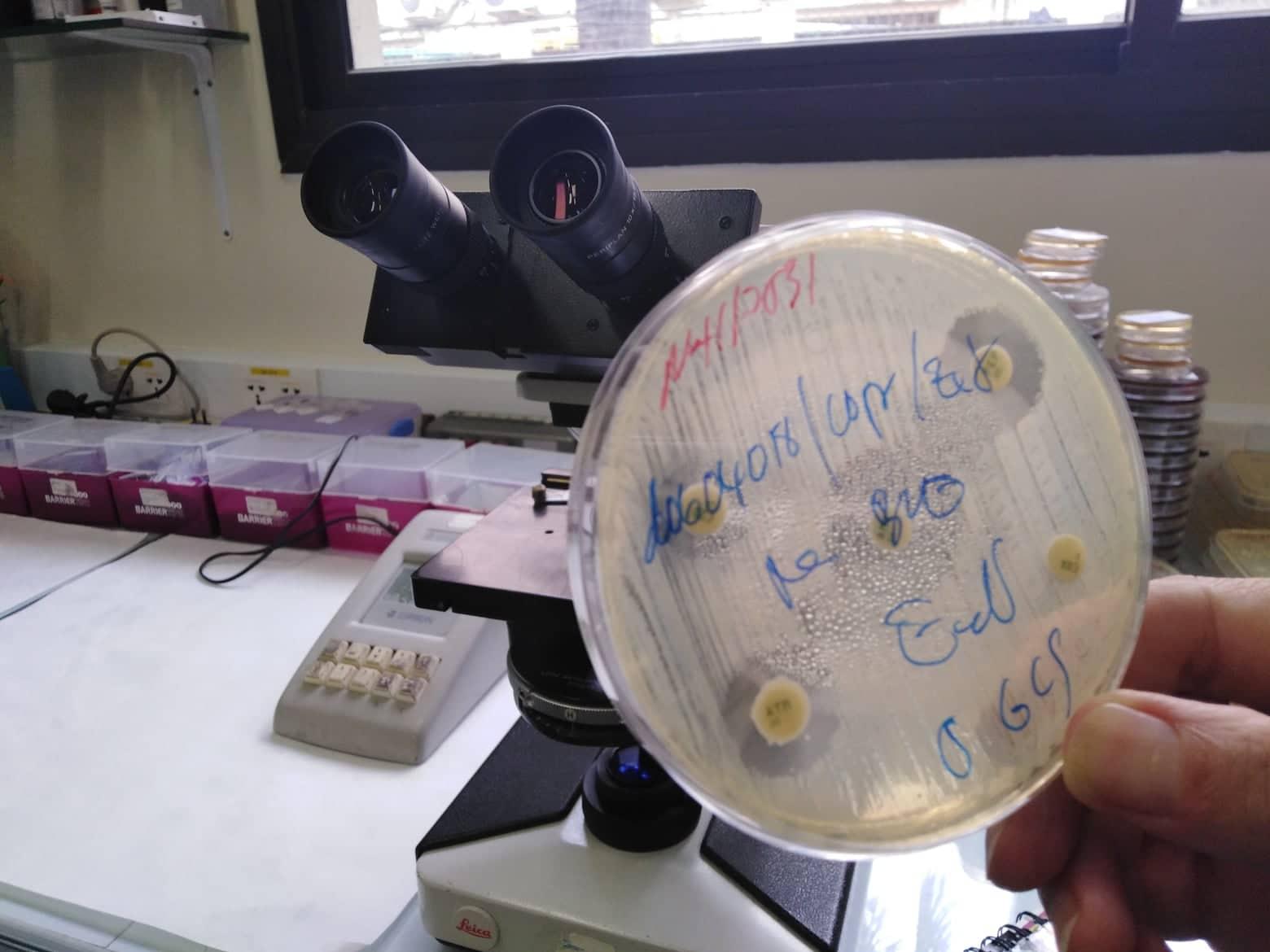 antibiotiques institut pasteur cambodge