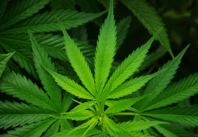 Cannabis à Mandalay - Nouvelle charge contre les accusés en Birmanie