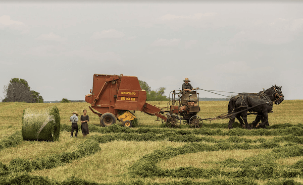 3000 décès par an pourraient être évité Royaume-Uni Londres ammoniac élevage