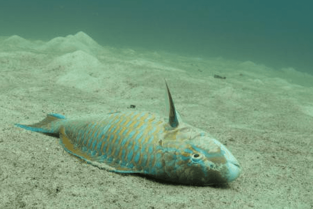 Dubai-EAU-la-plus-grande-zone-morte-océanique-du-monde-pourrait-atteindre-nos-côtes