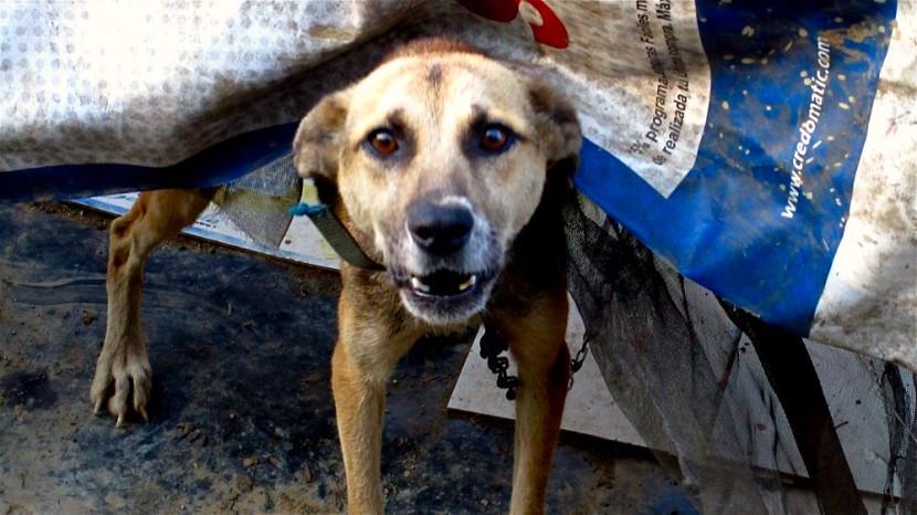 Les morsures de chiens, fléau en Birmanie