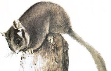 opossum possum leadbeater