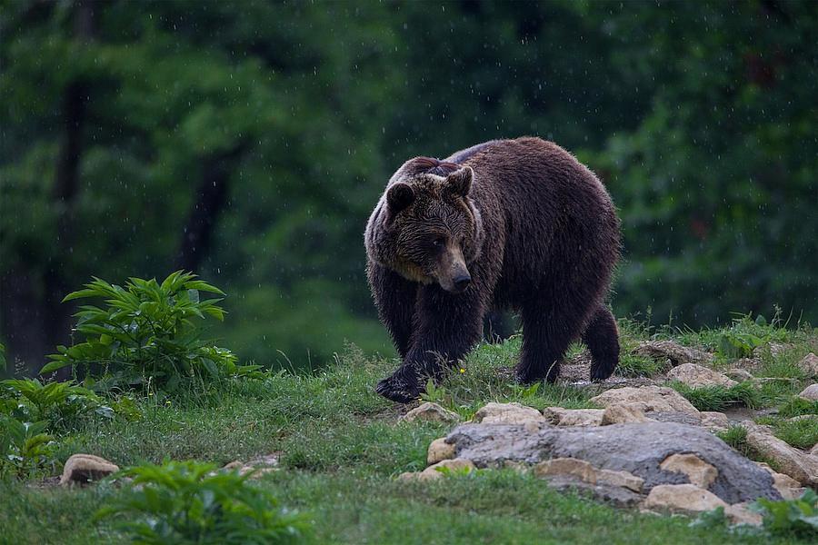 étudiant allemand attaqué ours Roumanie
