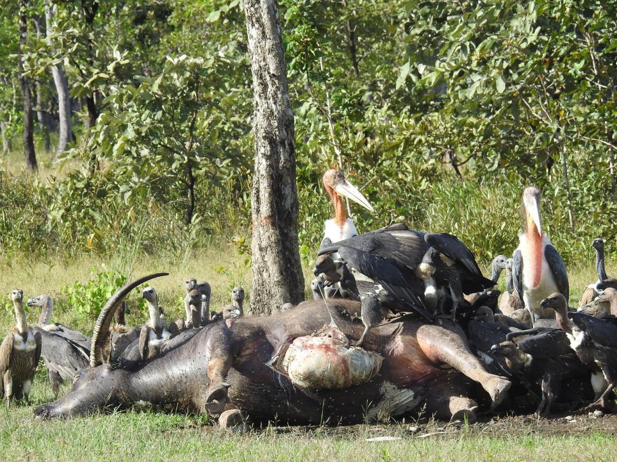cambodge vautours diclofénac