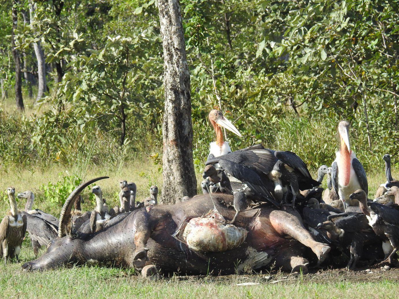 cambodge vautours diclofénac