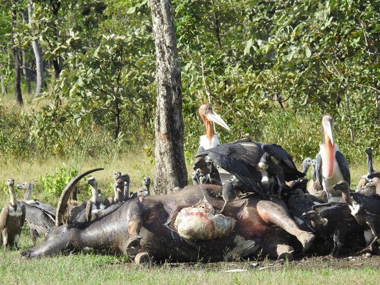 cambodge vautours diclofénac