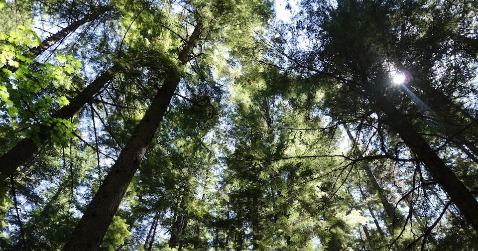 L'Irlande va planter 440 millions d'arbres