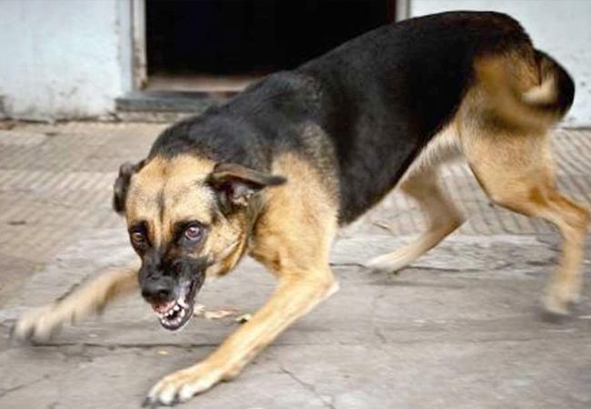 Mandalay va enregistrer les chiens de compagnie en Birmanie