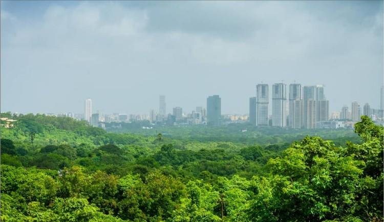 Aarey foret vert arbres coupes