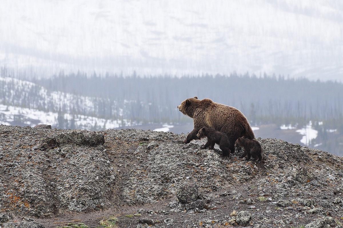 touriste polonais attaque ours roumanie montagne