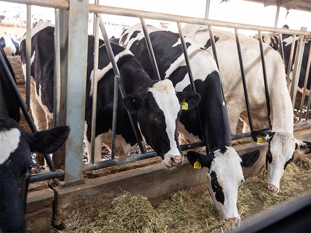 Al Ain Farms sera le fournisseur officiel de produits laitiers de l’Expo 2020