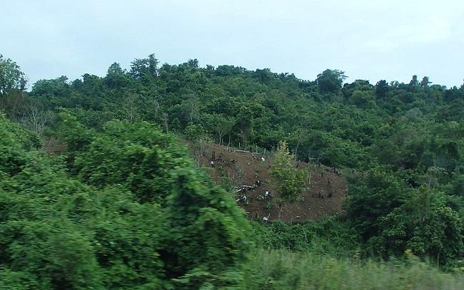 Forêt dans le district de Mohnyin en Birmanie