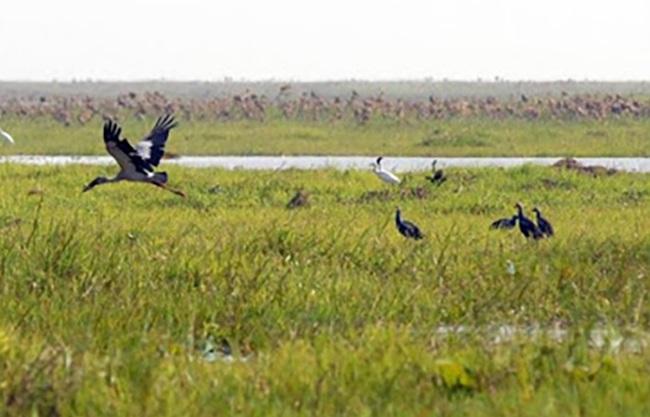 oiseaux migrateurs sur le lac Paleik en Birmanie