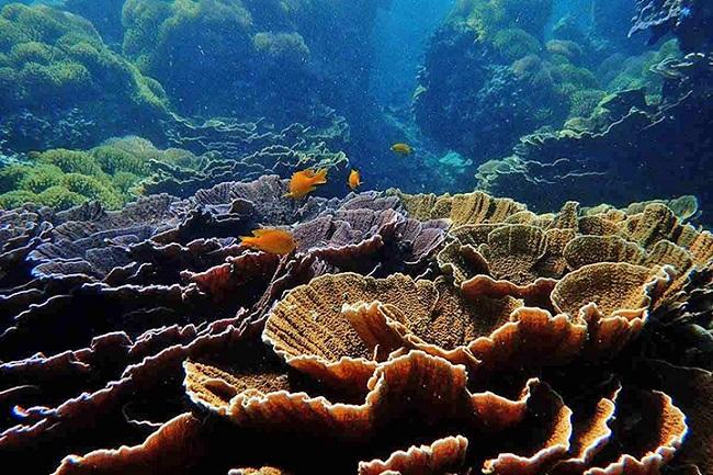 recifs coralliens en Birmanie