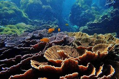 recifs coralliens en Birmanie