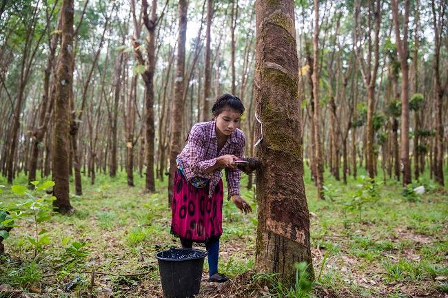 recolte de caoutchouc en Birmanie