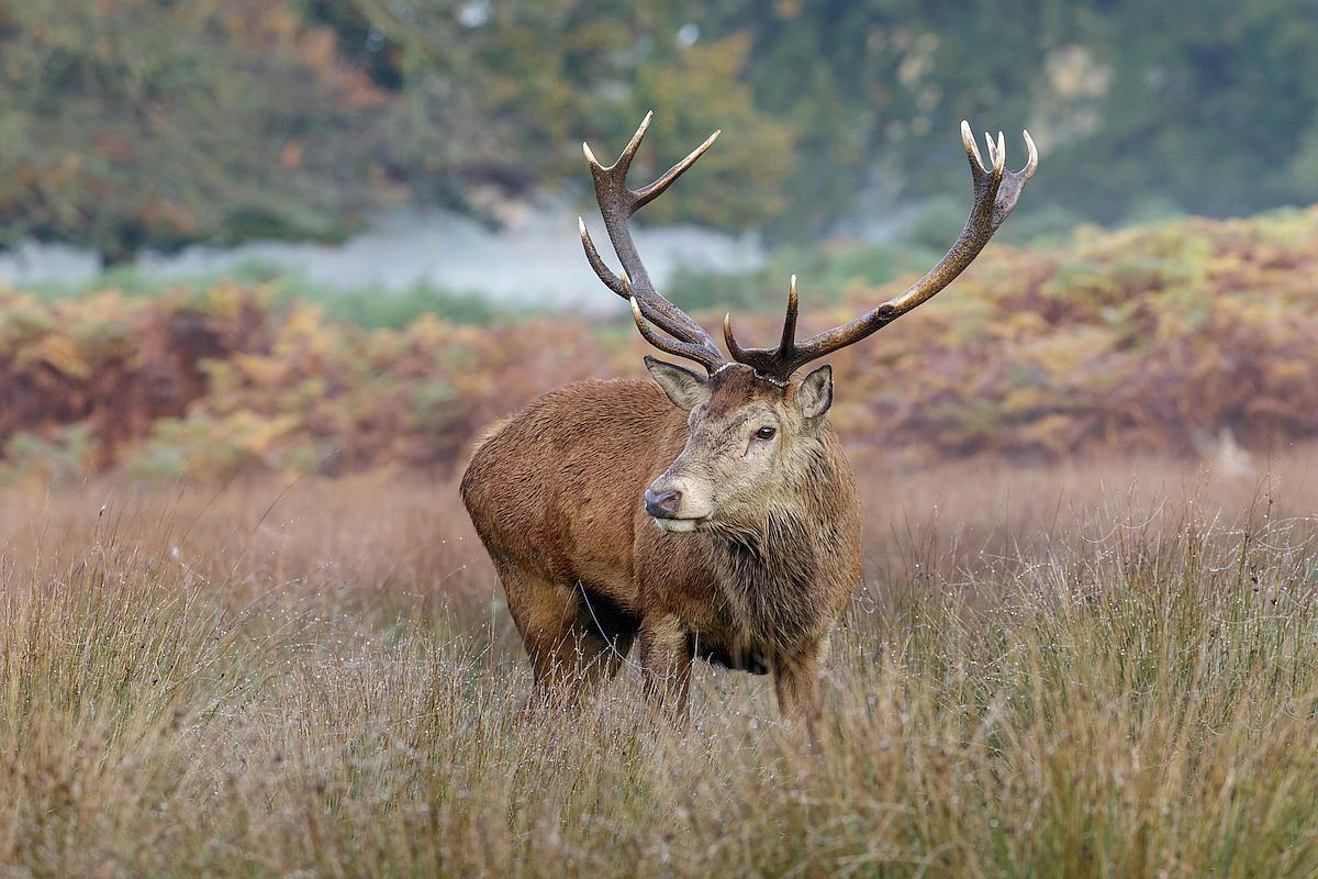 cerf blessé roumanie braconnier Campulung