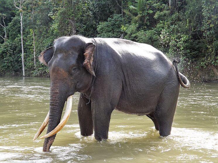 elephant sumatra tué