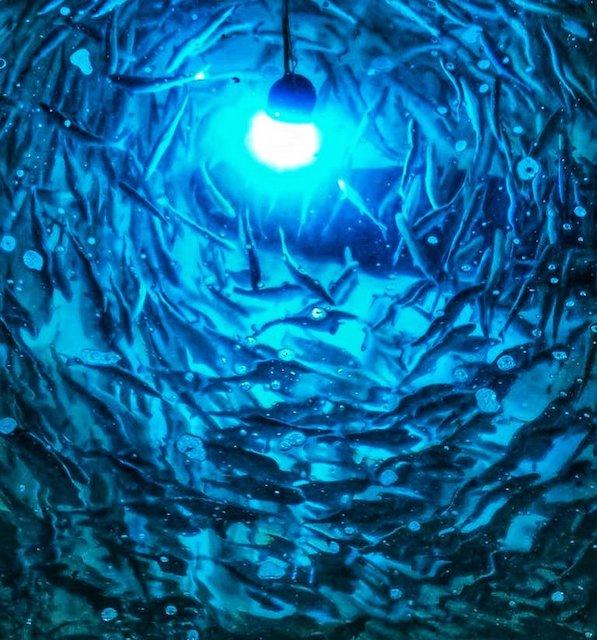 A Dubaï, on élève aussi des saumons dans le désert