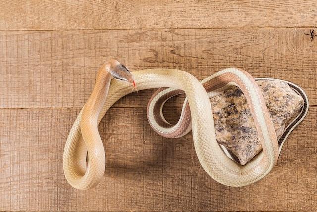 Recrudescence de serpents qui sème l'inquiétude chez les résidents