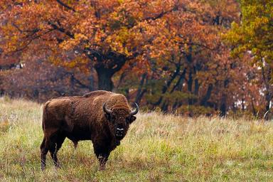 roumanie tourisme bison ong réintroduire le bison d’Europe montagnes Făgăraș